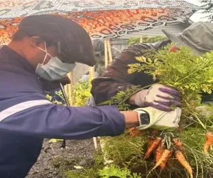 A client harvesting fresh carrots in the Resourceful Futures gardening program
